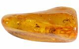 Fossil Fly & Tiny Spider In Baltic Amber #45145-2